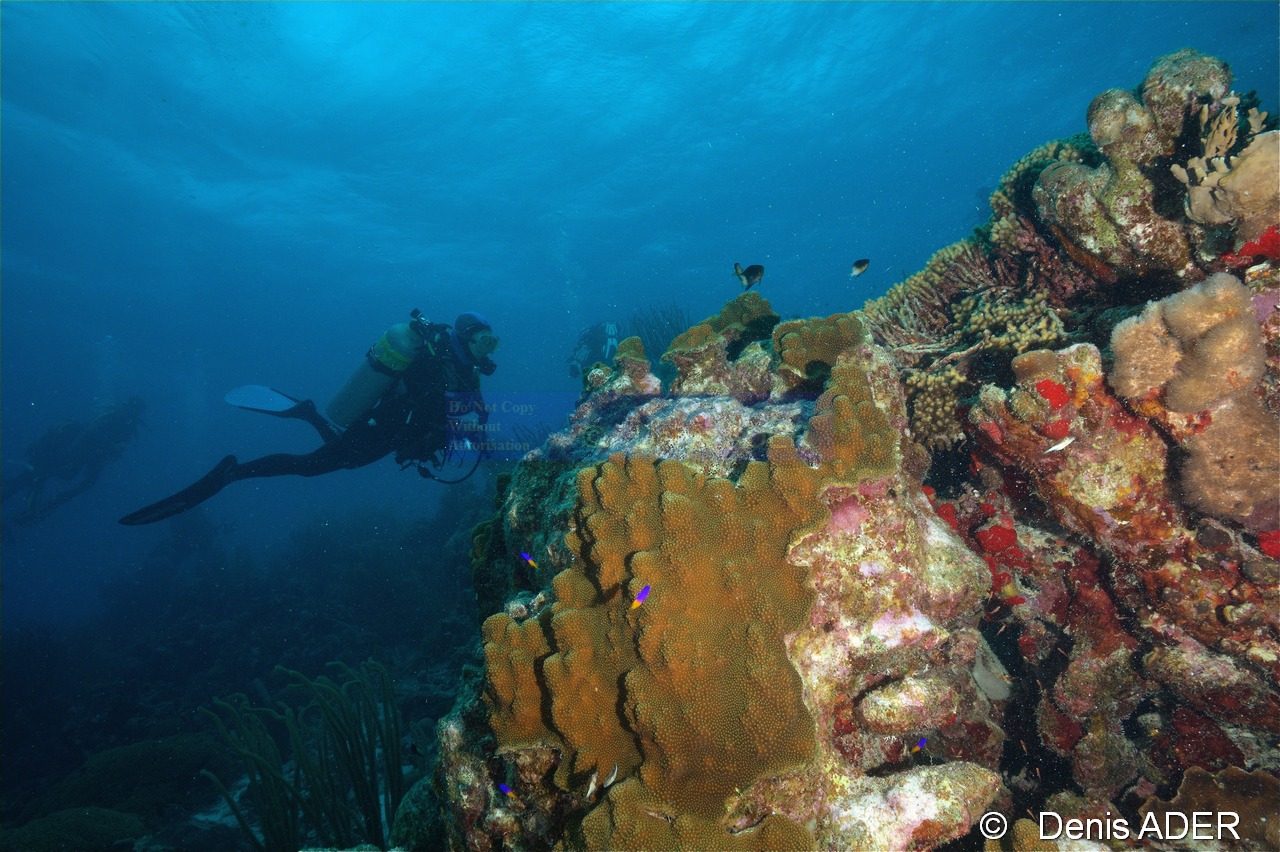 Ambiance Catherine-Bonaire South Bay-20m-20180218-Denis-ADER-DSC_6501_tn.jpg